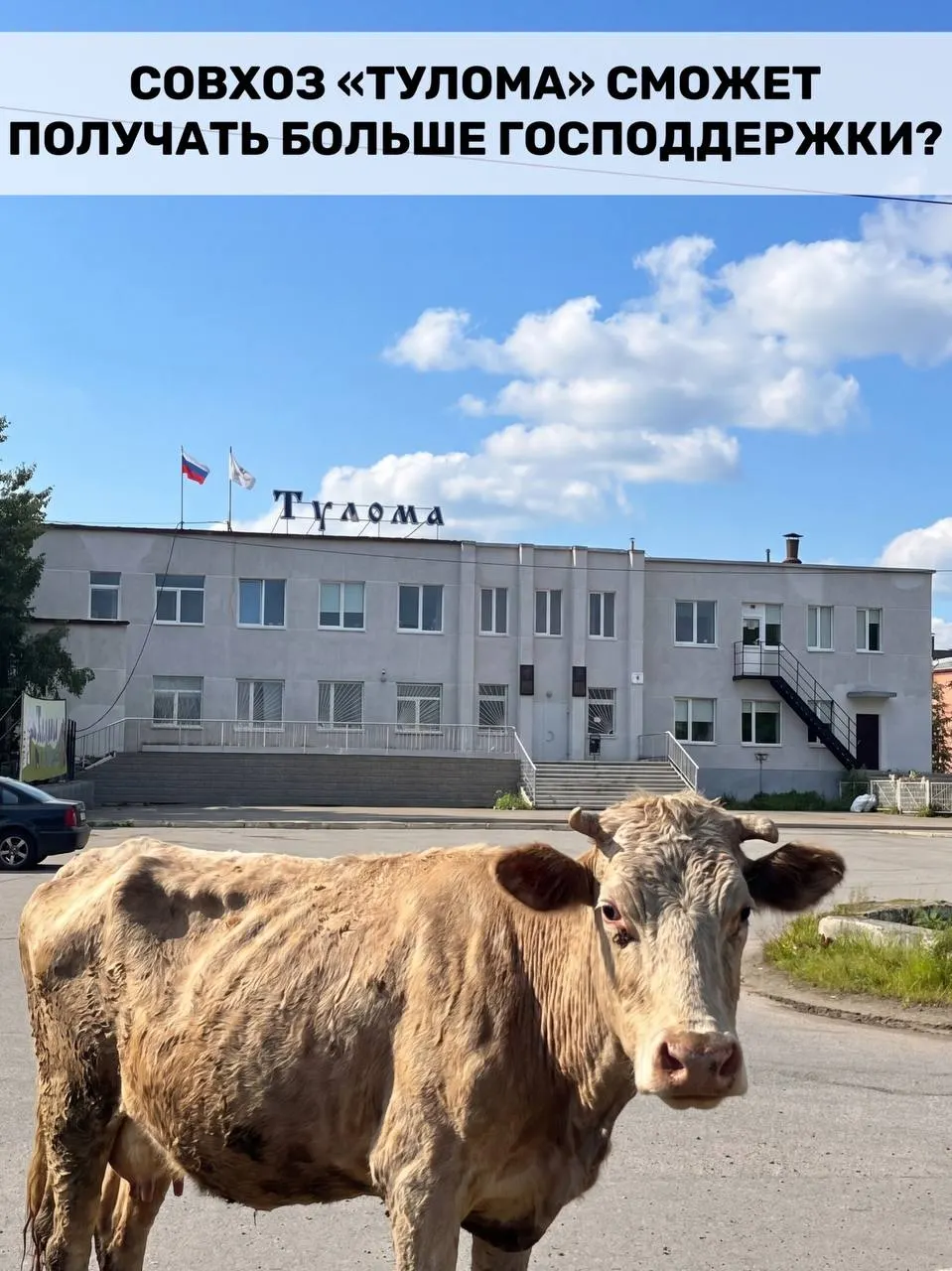 Минсельхоз изменил правила субсидирования: поддержку теперь смогут получать и хозяйства с государственной долей свыше 25%. Для региона это важно на фоне сообщений о критическом состоянии в совхозе «Тулома» — нехватке кормов, долгах и невыплатах зарплат.