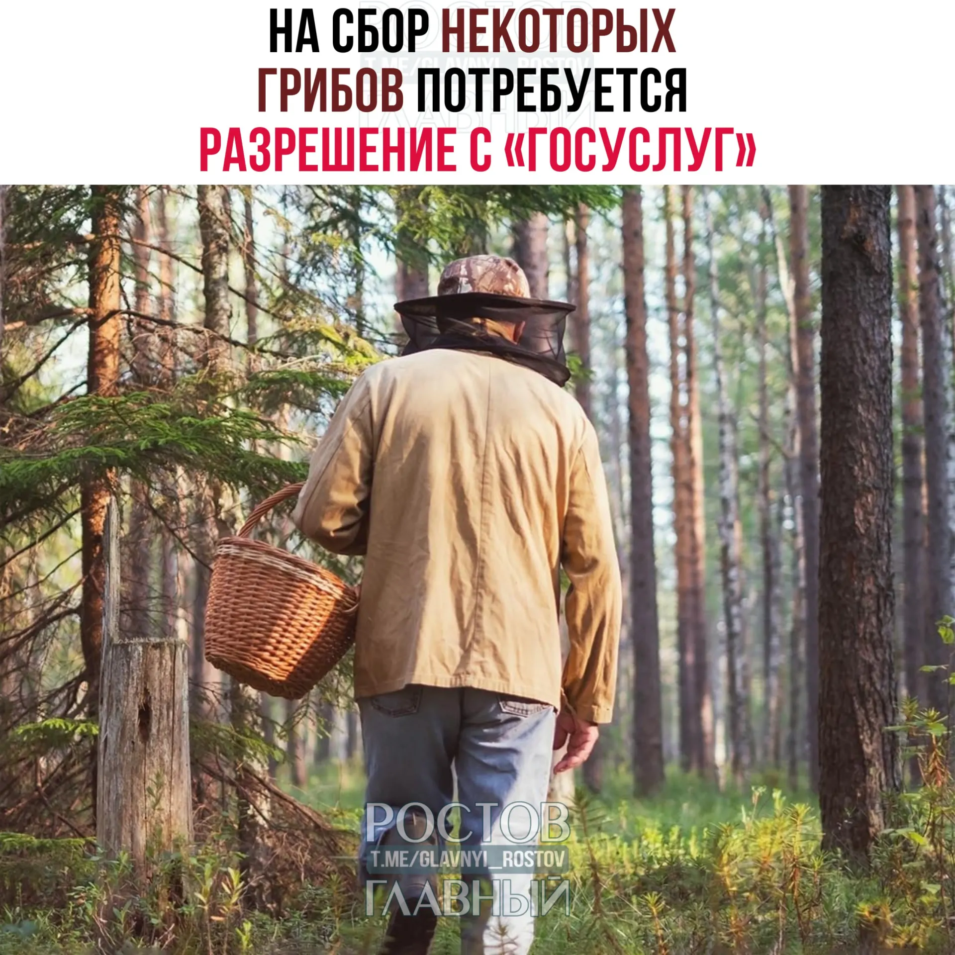 С 1 сентября 2027 года для сбора ряда редких грибов потребуется разрешение, оформляемое через портал «Госуслуги». Заявки будут рассматриваться до 15 дней; за сбор краснокнижных видов без разрешения предусмотрена уголовная ответственность.