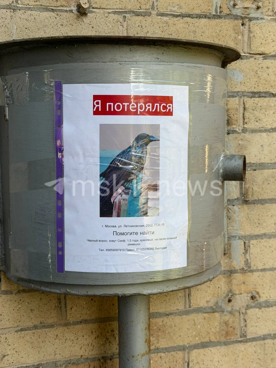 В Москве пропал молодой ворон по кличке Скиф. Хозяин ищет пернатого друга после того, как птица сорвалась с поводка во время прогулки.
