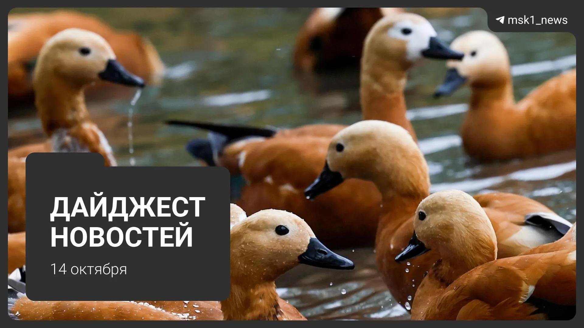 Короткий обзор ключевых событий дня: план реконструкции старейшего московского авторынка, атаки дронов в Саратовской области, восстановление домов в Химках, судебные решения и другие заметные моменты региона.