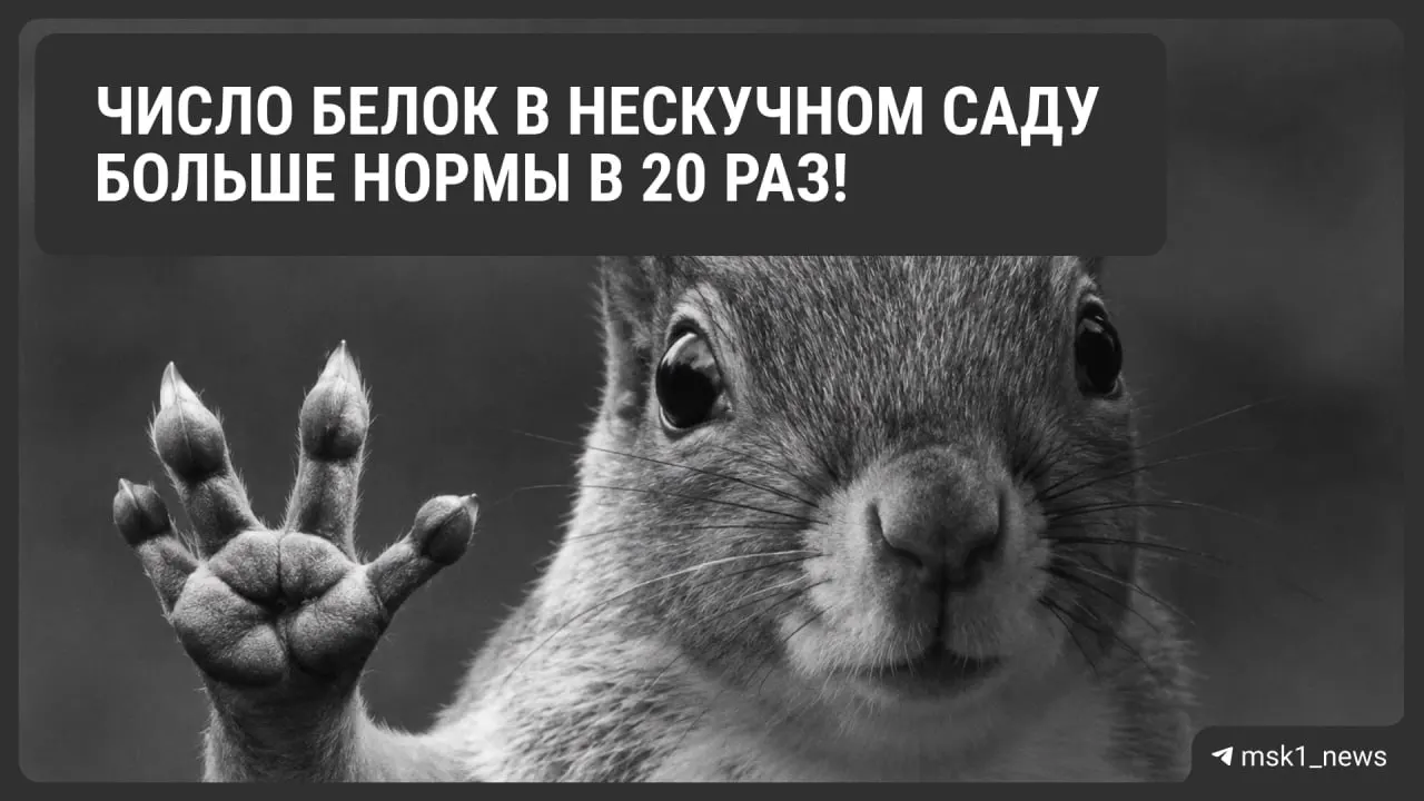 В московских парках проведён зимний учёт белок: свыше 100 особей запасают орехи на зиму, общий вес запасов достигает нескольких килограммов.