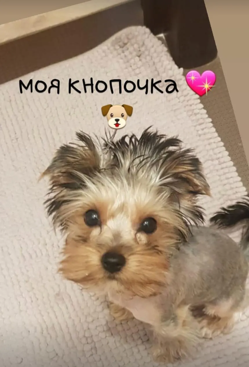 Собака звезды реалити-шоу Юлии Мишко умерла во время плановой стерилизации в московской клинике. В клинике заявляют о возможности подобных исходов, проводится разбор ситуации.
