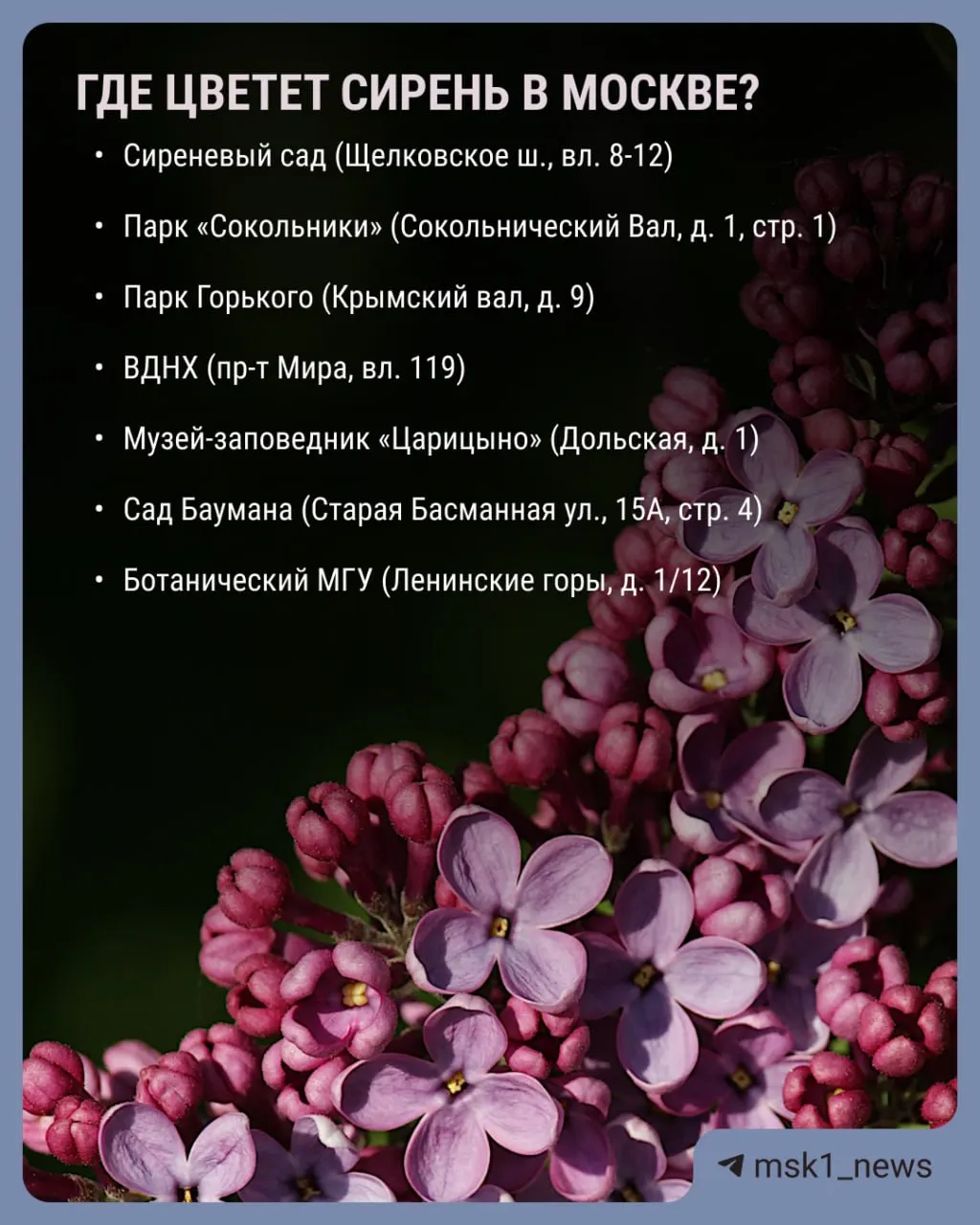 В столице массово распустились яблони, вишни и сирень. Рассказываем, в каких местах можно полюбоваться цветением деревьев и кустарников.