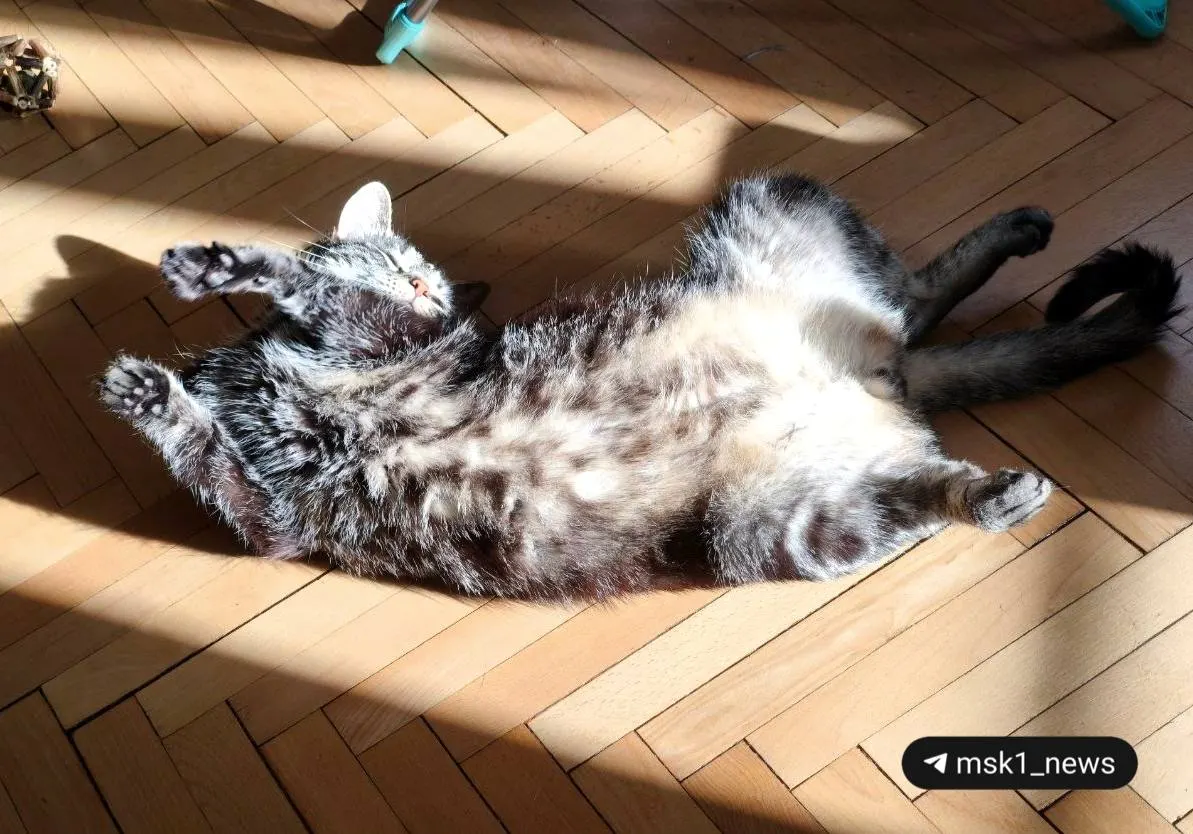 Температура в столице поднимется до +23°C, ожидаются порывы ветра до 9 м/с. Осадков не будет.