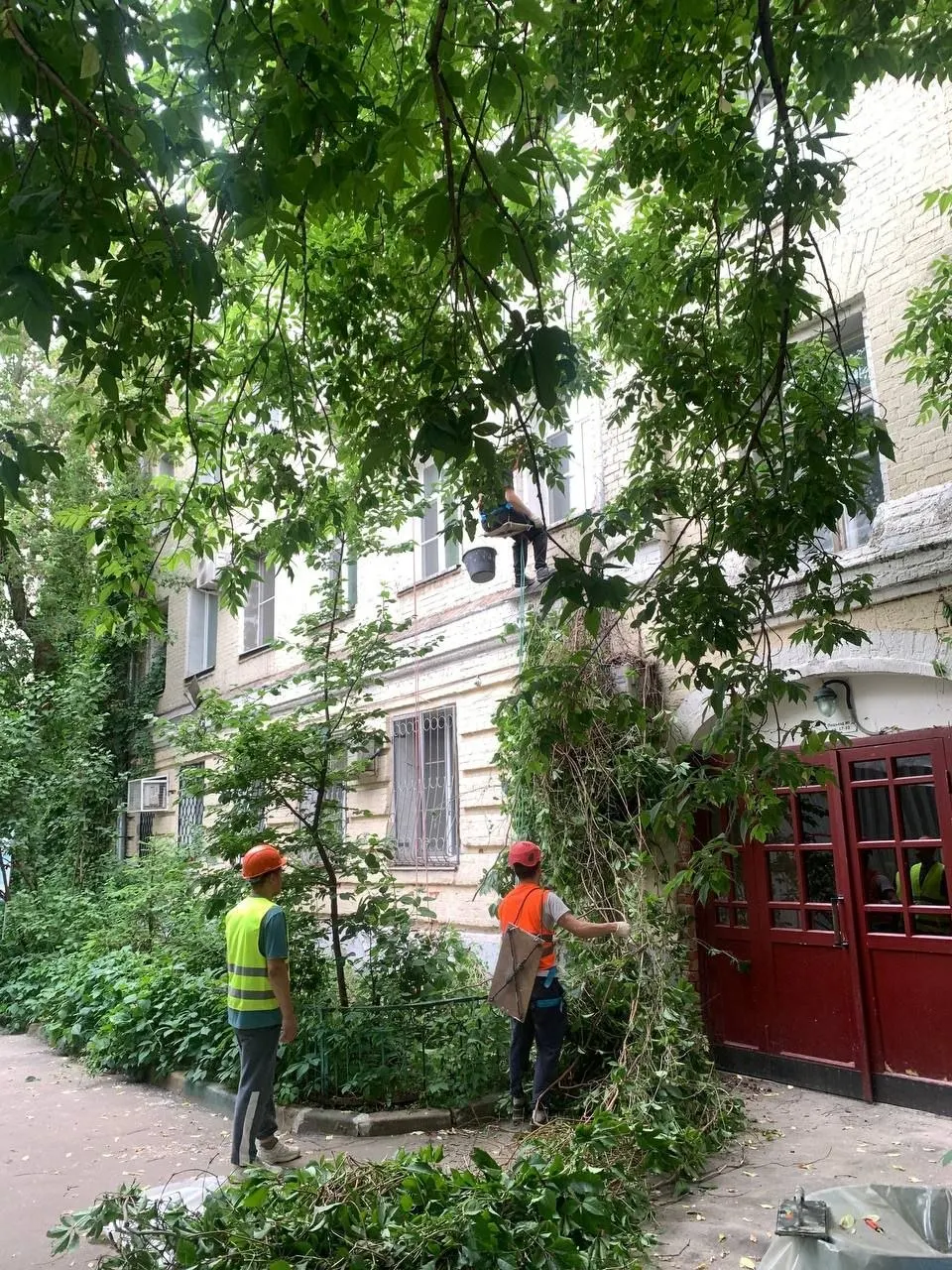 При капитальном ремонте жилого дома на Хитровке рабочие полностью убрали девичий виноград с фасада. Местные пытались спасти растения, сейчас они опасаются повреждения исторической кирпичной кладки и направили жалобы в контролирующие органы.