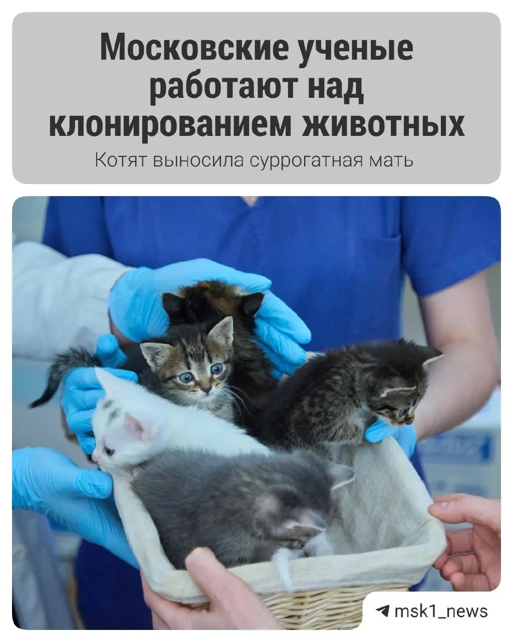 В Московской ветакадемии им. К. И. Скрябина у трёх участниц программы, две из которых были суррогатными, родилось пять здоровых котят, полученных методом эмбриотрансфера.