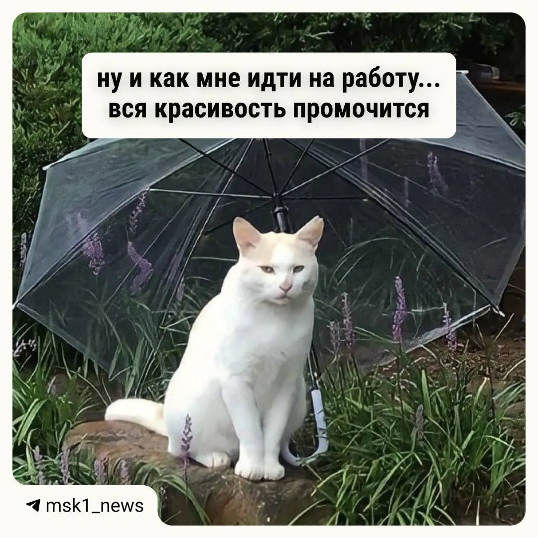 В конце недели в столице ожидаются дожди и похолодание — дневная температура опустится примерно до +17°.