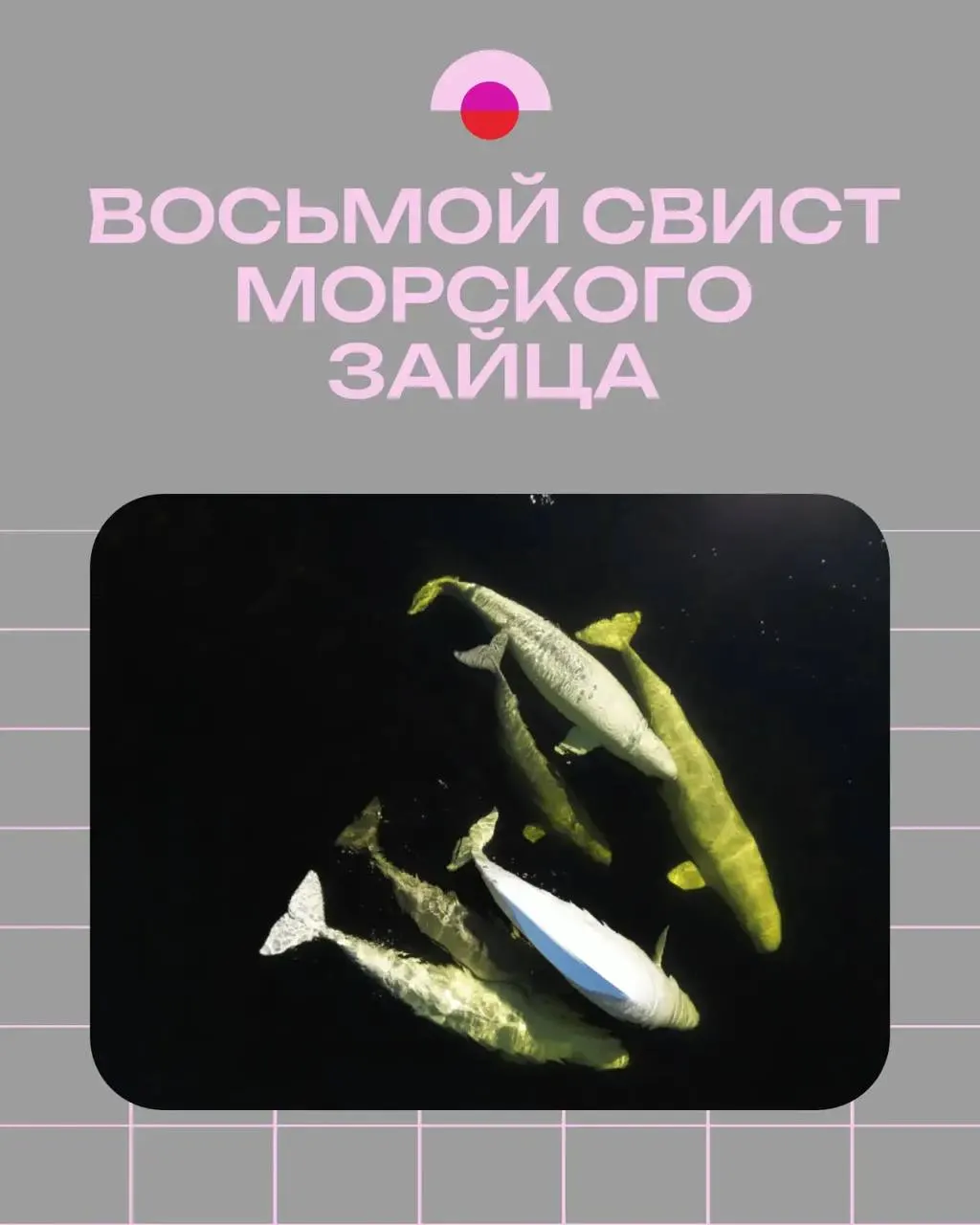 Короткометражный фильм Владимира Марина рассказывает о работе океанологов в Архангельской области и о недавно обнаруженном новом типе свиста у тюленя.