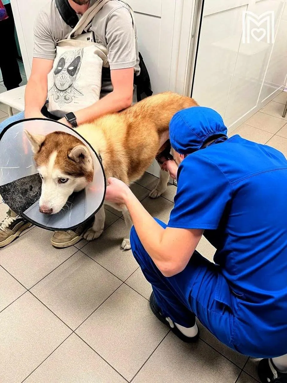 В московской ветеринарной клинике у хаски по кличке Скай удалили опухоли на бедре и семеннике, провели кастрацию и пересадку лоскутов кожи. Сейчас собака восстанавливается, заживление идёт по плану.