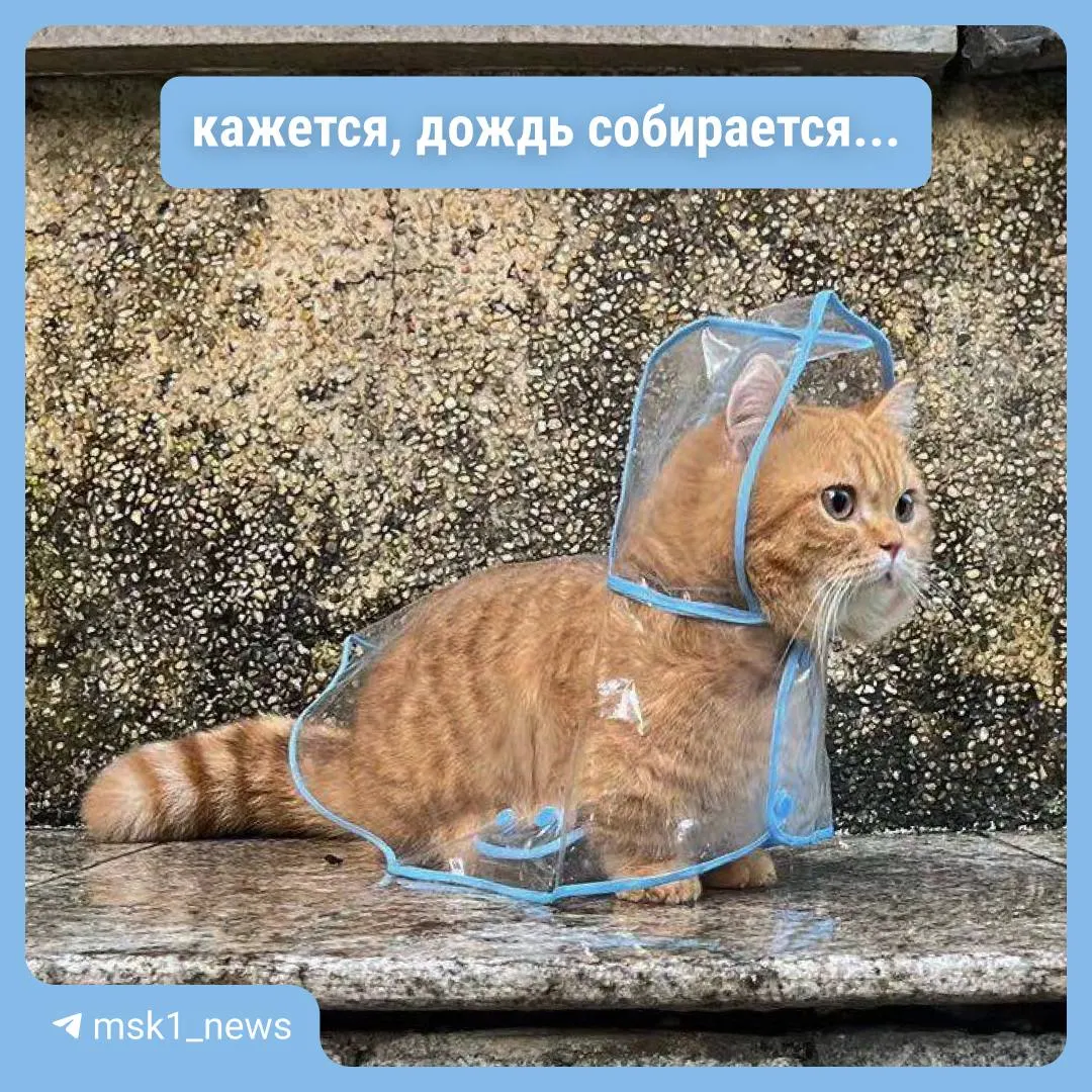 Ожидаются ливни до 15 л/м², ночные +16…+19°, дневные +18…+21°. Дождливый период продлится с 5 по 12 июля; объявлен «жёлтый» уровень опасности.
