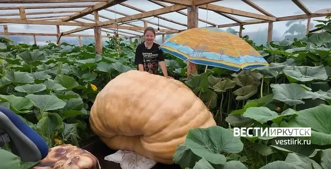 12-летний Еремей из Савватеевки вырастил тыкву весом 730 кг и готовится к участию в национальном соревновании, финал которого пройдет в Москве.