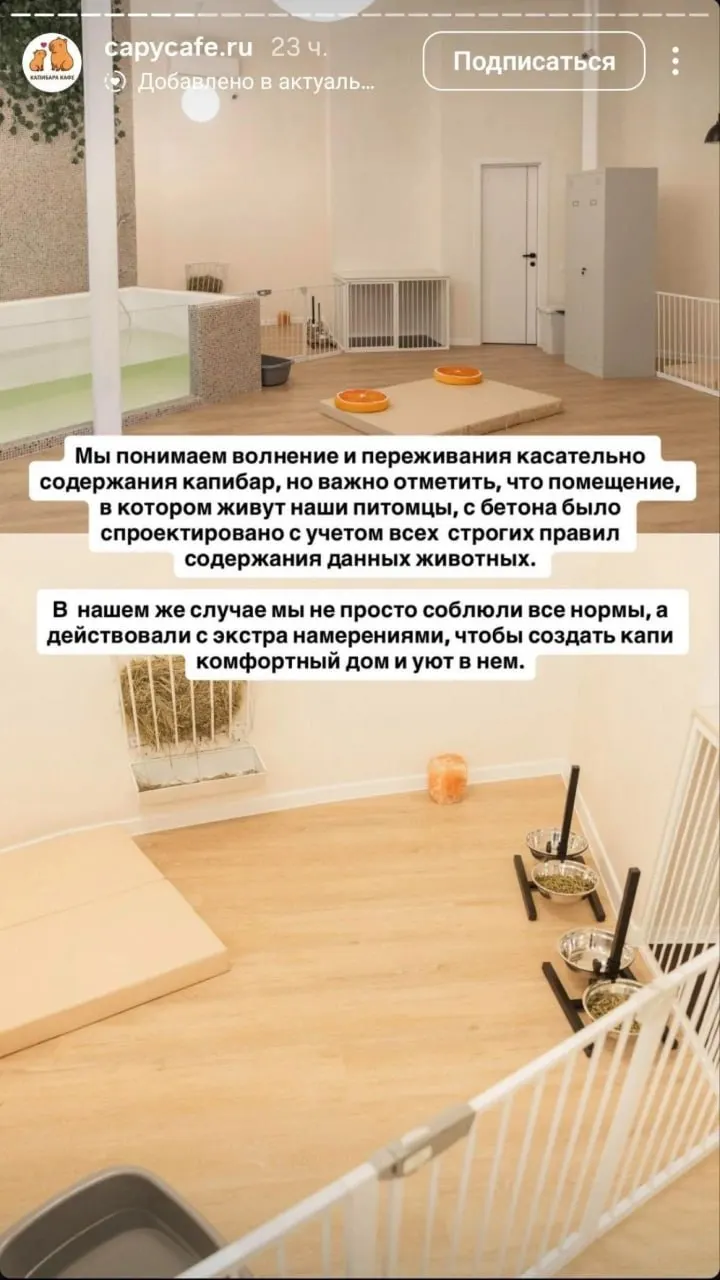 Расследование началось после сообщений о травмах у капибар; представители кафе отрицают обвинения и уверяют, что животные содержатся без нарушений.