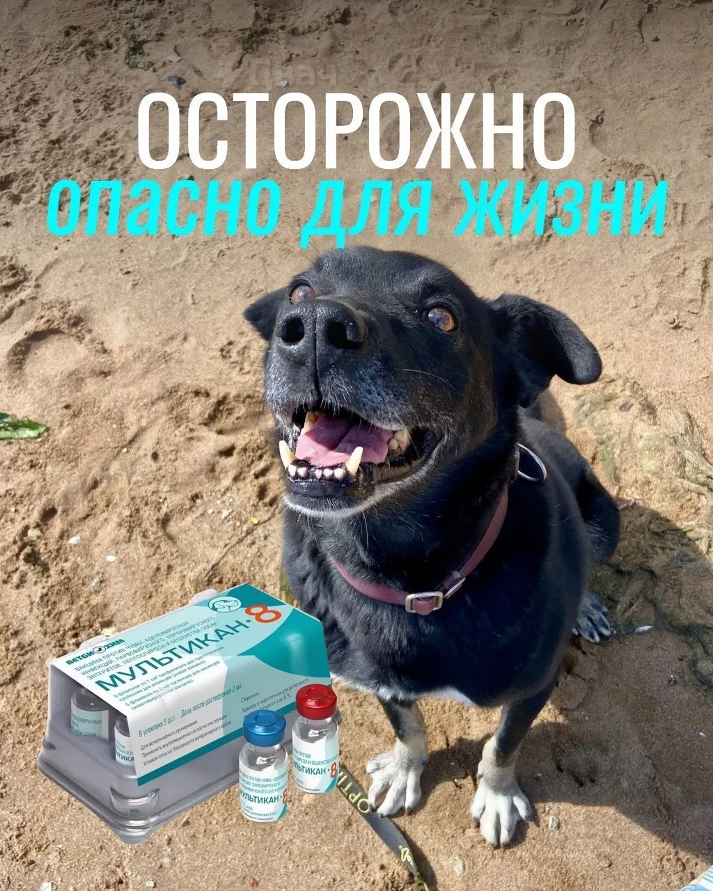 После прививок у некоторых собак зафиксированы тяжёлые симптомы, часть животных погибла. Владельцы называют вакцину дешевым вариантом, а 20 партий вакцины «Мультикан-8» отозваны для проверки.