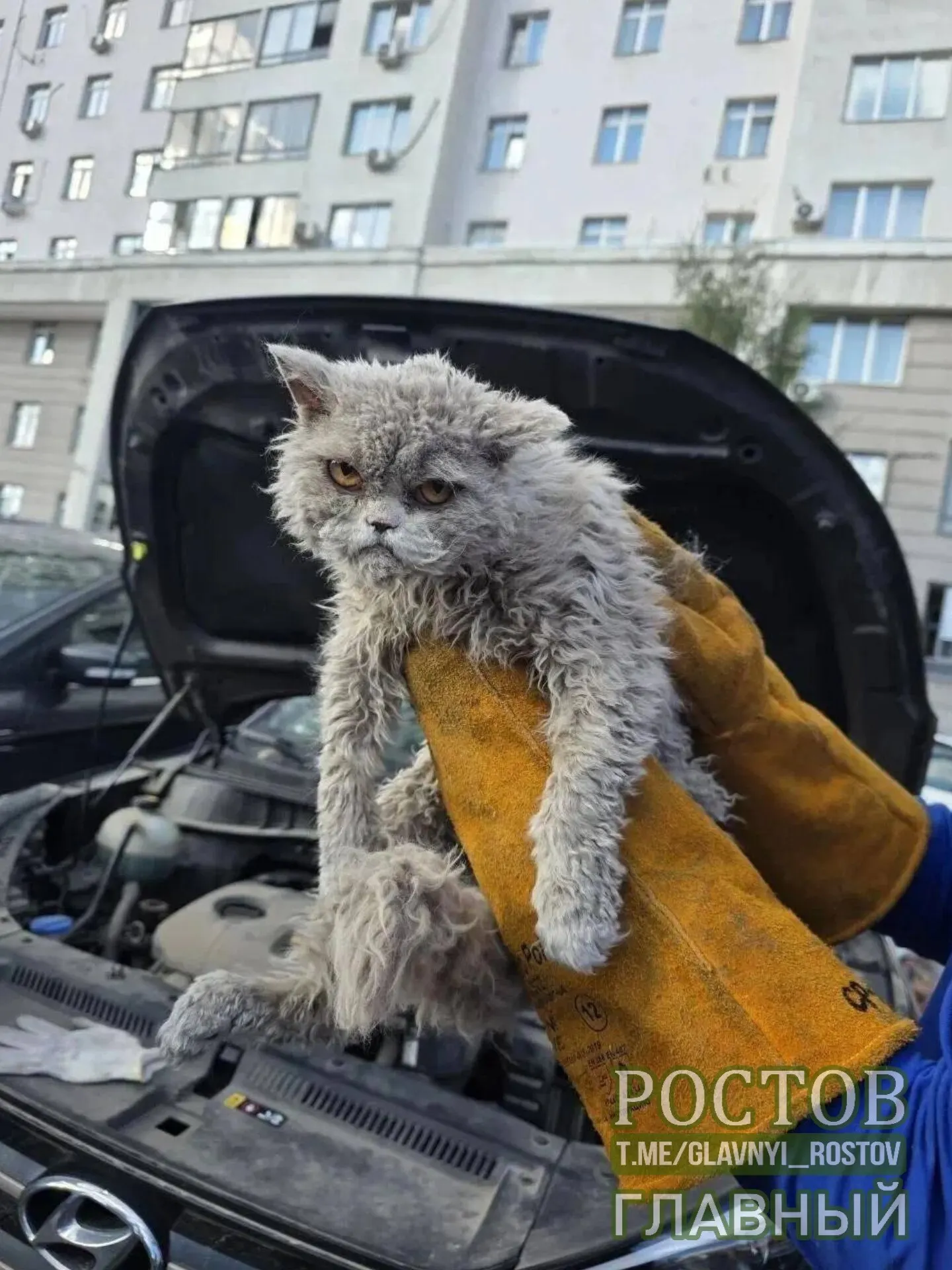 Пушистый кот застрял под капотом машины и был извлечён спасателями; история напоминает о внимательности рядом с техникой.