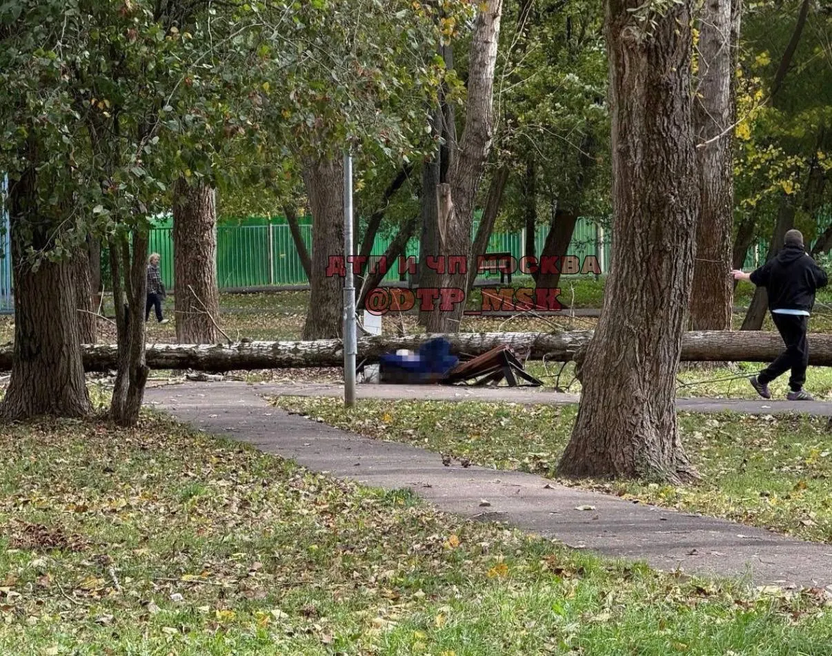 Сильный ветер до 13 м/с повалил дерево на мужчину, сидевшего на скамейке в сквере на Витебской улице; пенсионер погиб.